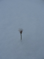 2012_snowfall_4-cover.jpg