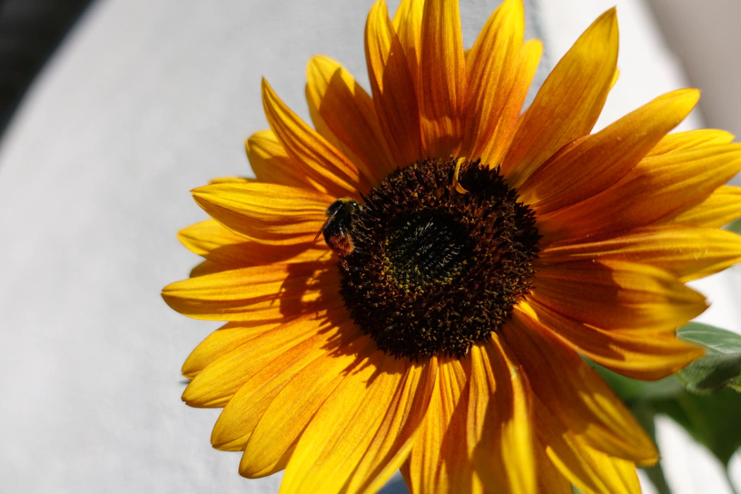 Eine Sonnenblume mit einer Biene drauf.