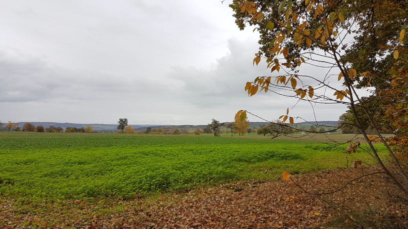 Landschaft mit grünem Feld, dahinter Hügel und rechts Ast eines Baums.