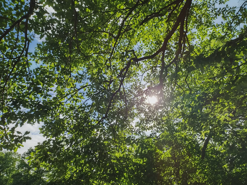 In die Krone eines Baums hineinfotografiert. Viele grÃ¼ne BlÃ¤tter und dahinter scheint leicht die Sonne durch.