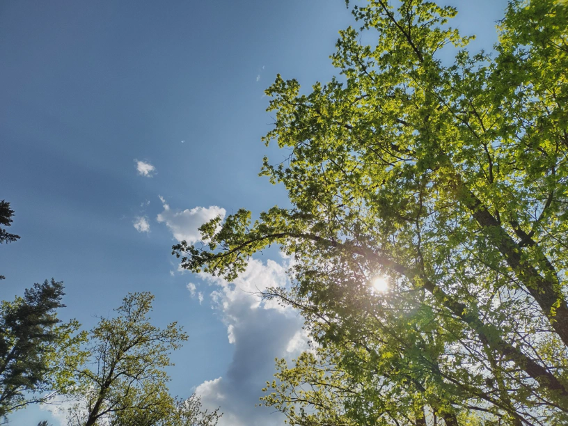 Pausenbaum mit blauem Himmel und Sonne, die durch den Baum hindurch in Richtung Kamera scheint.