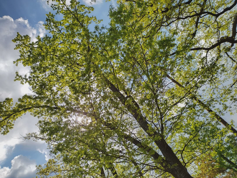 Pausenbaum mit blauem Himmel und Sonne, die durch den Baum hindurch in Richtung Kamera scheint.