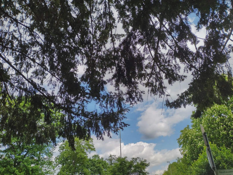 Unter einem Baum heraus nach drauÃŸen fotografiert. Von oben hÃ¤ngen die Ã„ste herunter und im Hintergrund sind andere BÃ¤ume zu sehen, der blaue Himmel und WÃ¶lkchen.
