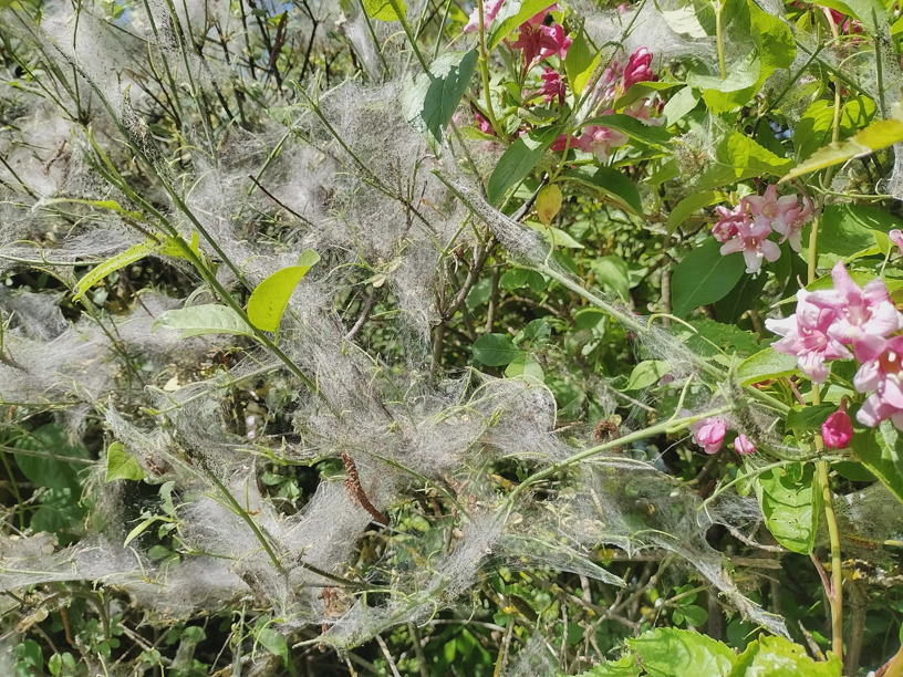 Gespinstmottennester, die Ã¤hnlich aussehen wie viele Spinnweben nebeneinander. Alles an einem einzigen Busch.