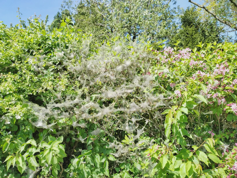 Gespinstmottennester, die Ã¤hnlich aussehen wie viele Spinnweben nebeneinander. Alles an einem einzigen Busch.