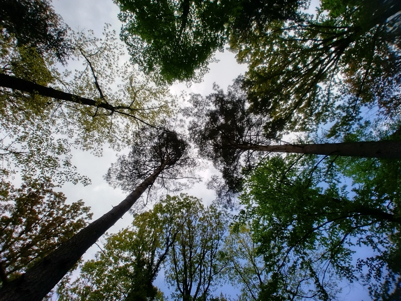 Im Wald nach oben in den Himmel fotografiert. Baumkronen und Himmel sind zu sehen und Wolken.