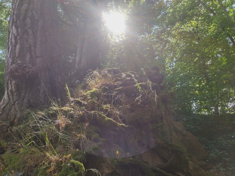 Links ein groÃŸer Baum, daneben viele aufgeschichtete Steine, oben die Sonne. Dazwischen viele Pflanzen.