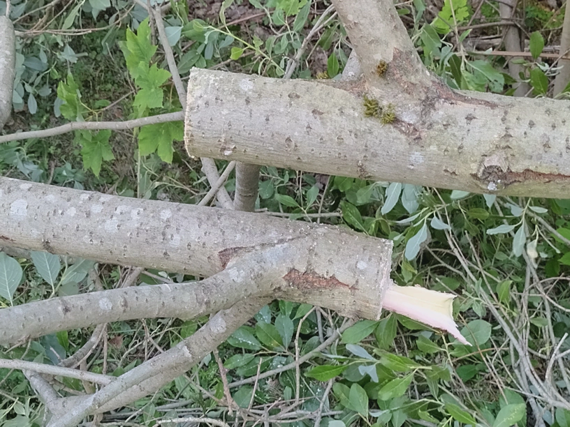 Durchgesägter dünner Baumstamm.