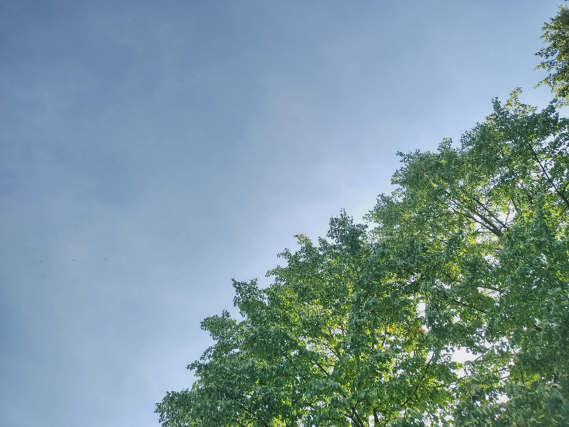 Pausenbaum und blauer Himmel