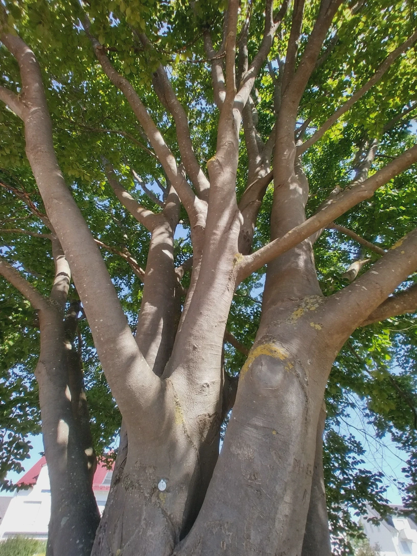 Baum mit einer kleinen Plakette, die mit einem Nagel befestigt ist und die Nummer 5760 hat.