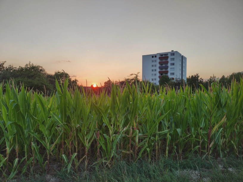 Über ein Maisfeld hinweg den Sonnenuntergang fotografiert in leicht veränderter Position. Rechts steht ein Hochhaus.