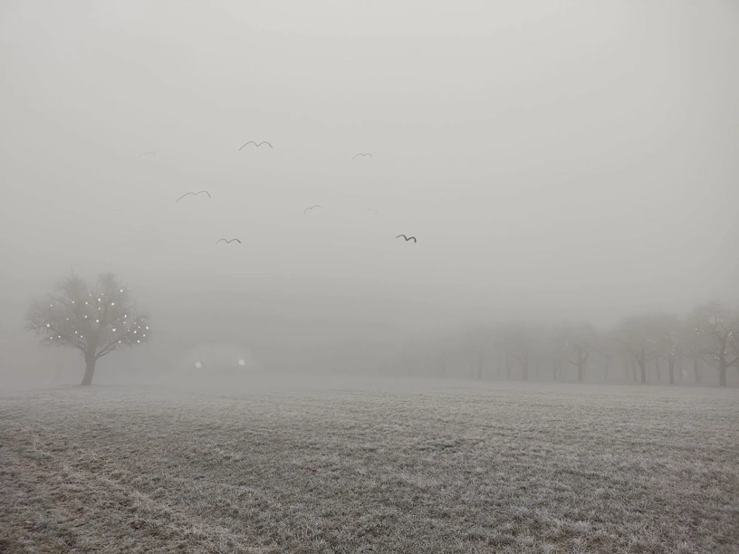 Landschaft im Nebel, Bäume vorne und im Nebel, weißer Himmel. Eingemalt sind glitzernde Dinge an Bäumen, Augen hier und da und Gesicht hinten am Horizont und Vögel am Himmel.