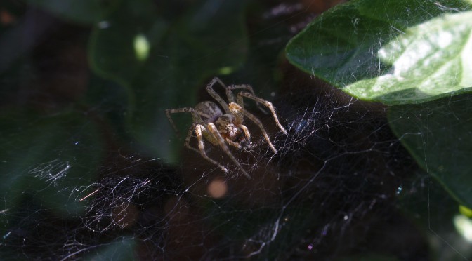 Foto: Nur ein kleines Spinni