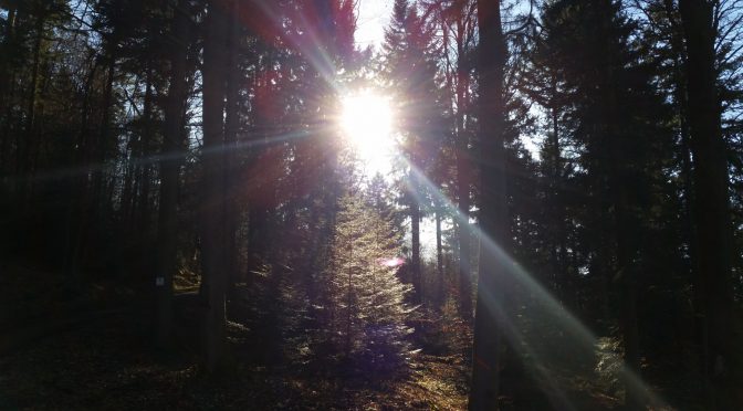 Snap 050 â€“ Sonne im Wald