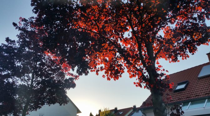 Snap 066 â€“ Roter Baum