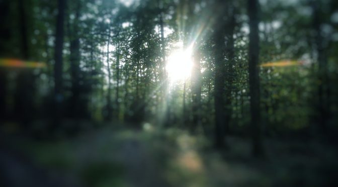 Snap 093 â€“ Sonne im Wald