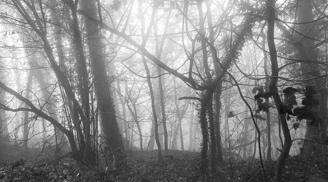 Snap 123 â€“ Nebel im Wald