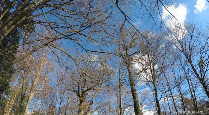 Snap 127 – Wald und blauer Himmel